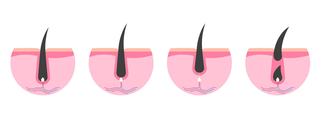 La Struttura del Pelo e il Ciclo di Vita: Un Focus sulle Ciglia